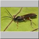 Ctenichneumon panzeri - Schlupfwespe m103a 15mm - OS-Hasbergen Lehmhuegel-fdet02.jpg